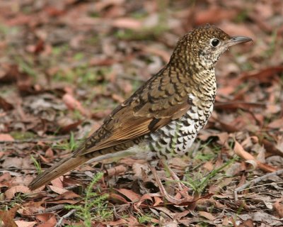 Bassian thrush