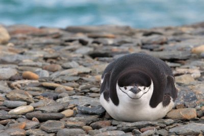 Pigoscelide antartico