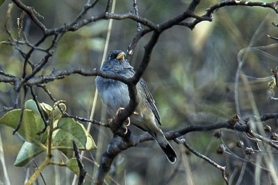 Phrygilus alaudinus