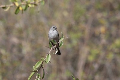 Phrygilus plebejus