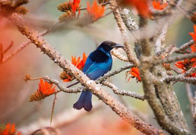 Drongo piumato