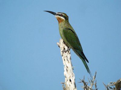 Gruccione del madagascar