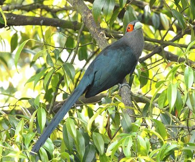 Malkoha chestnut bellied