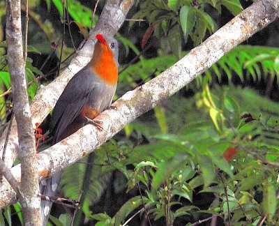 Malkoha red billed