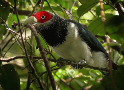 Malkoha red faced