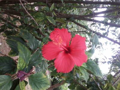 HIBISCO VERMELHO