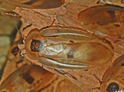 Blaberus giganteus