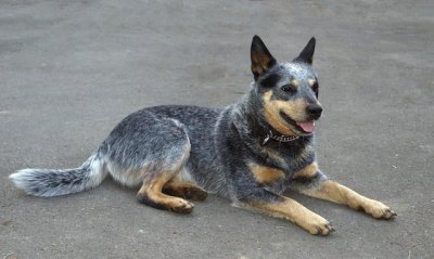 Blue heeler