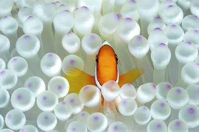 clown fish