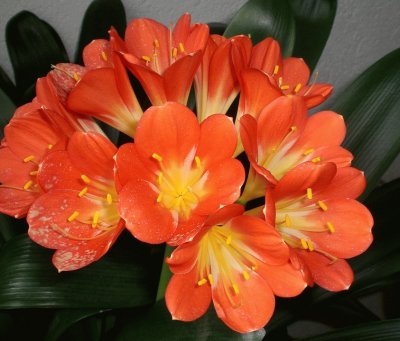 Clivia