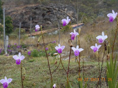 Flores do campo