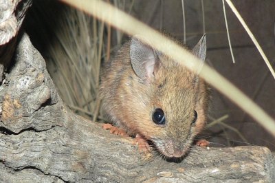 Topo australiano delle pianure