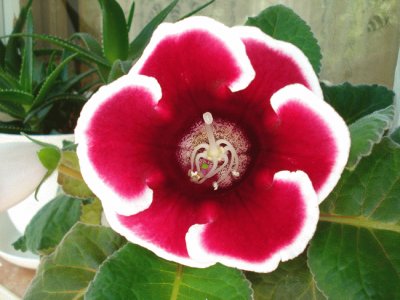 Gloxinia