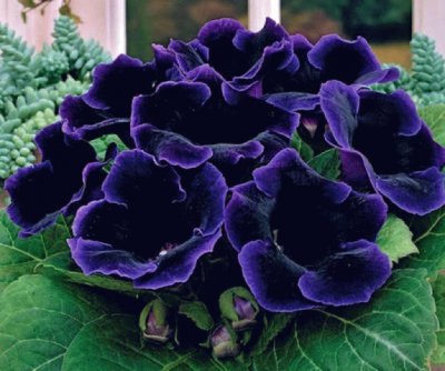 Gloxinia