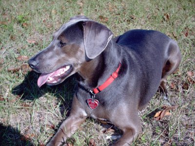 Blue lacy