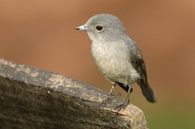 Pigliamosche ardesia occhibianchi