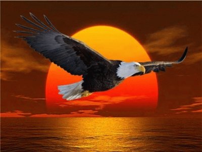 Flying Eagle at Sunset