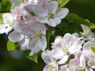 Fleurs de pommier