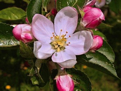 Fleurs de pommier