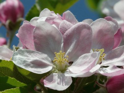 Fleurs de pommier