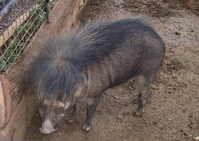 Cinghiale dalle verruche delle filippine