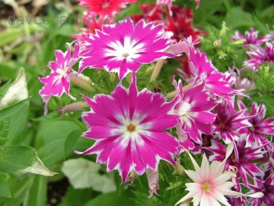 Phlox