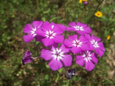 Phlox