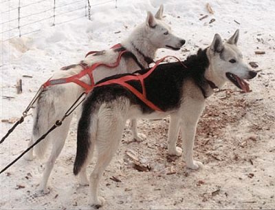 Seppala siberian sleddog