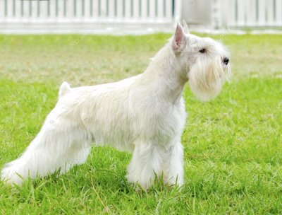 Schnauzer nano bianco