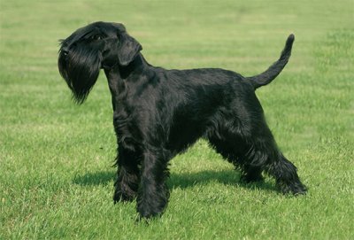 Schnauzer nano nero