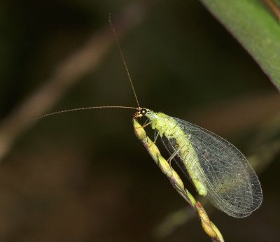 Cicalina della  flavescenza dorata