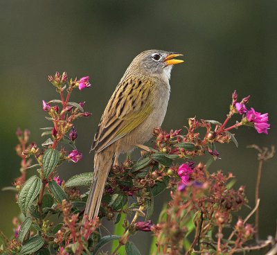 Zigolo delle erbe coda cuneata