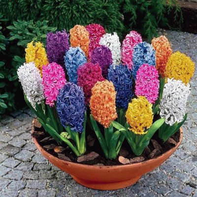 Hyacinth Colors