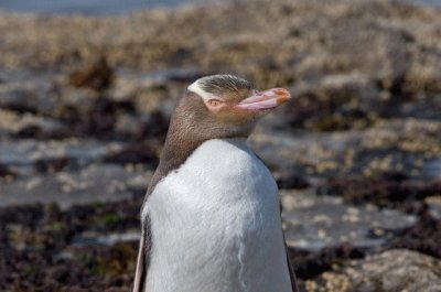 Pinguino occhigialli