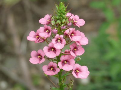 Diascia