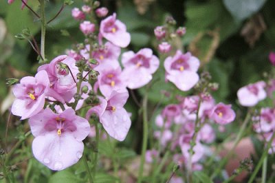 Diascia