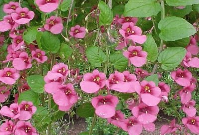 Diascia