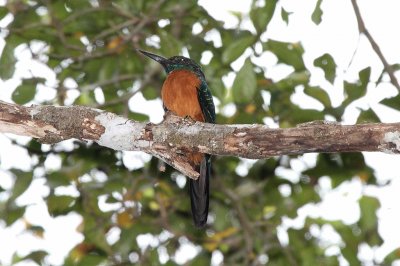 Jacamar maggiore