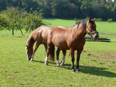 caballos