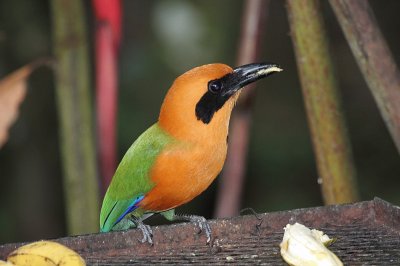 Rufous motmot