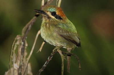 Tody motmot