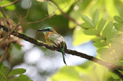 Keed billed motmot