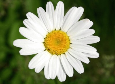 Marguerite