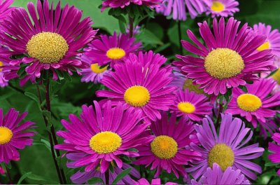 Marguerites