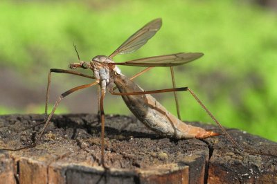 Tipula paludosa