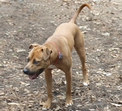 Catahoula bulldog