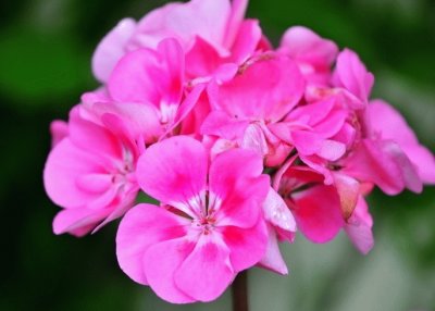 Geranium