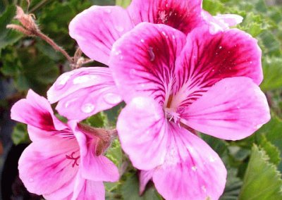 Geranium