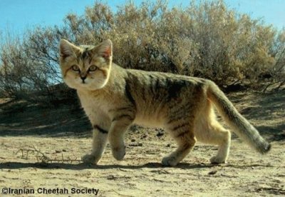 Sand Cat