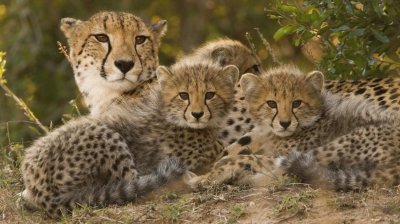 Cheetah with Cubs